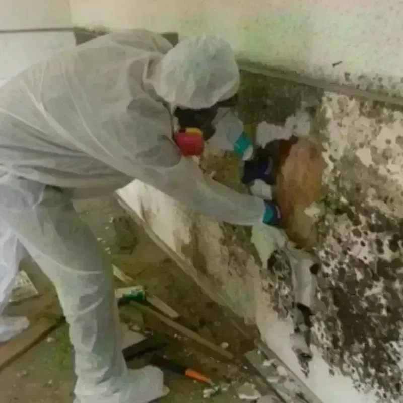 Mold Remediation and Removal in Mount Olympus, UT